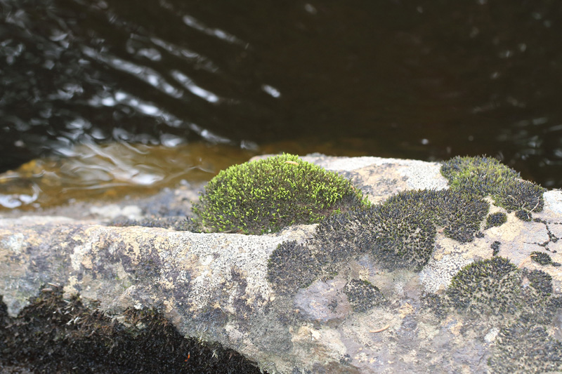 Bryum pseudotriquetrum